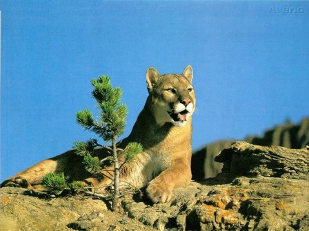 pumas animales salvajes