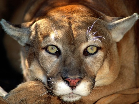 cara de puma