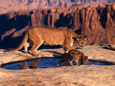 Reproducción de los pumas