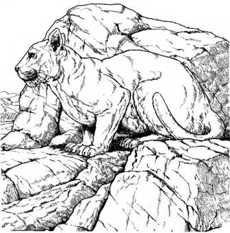 dibujo de leon de montaña
