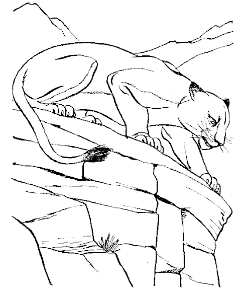 Un puma para clearance dibujar
