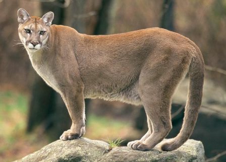 el puma que necesita para vivir