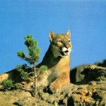 puma descansando