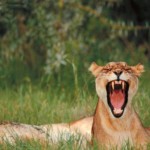 puma furioso