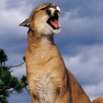 puma rugiendo