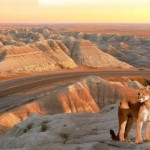 puma en el cañon