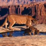 puma y su cría