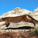 puma corriendo