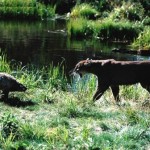 puma y erizo