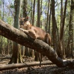 puma en arbol